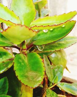 Close-up of green leaves