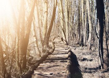 Footpath amidst trees in forest