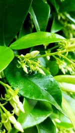 Close-up of leaves