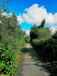 Plants growing on landscape against sky