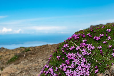 Close-up of pink flowering plants on land against sky