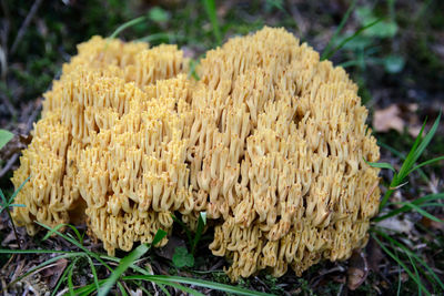 edible mushroom