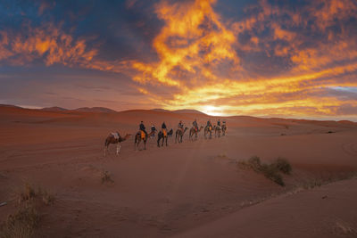 Caravan of camels with tourists going through the sand in desert
