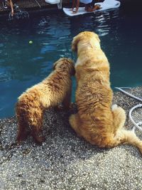 Dogs sitting by water