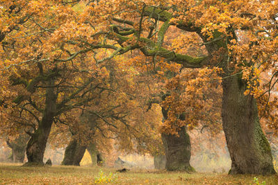 Trees in autumn