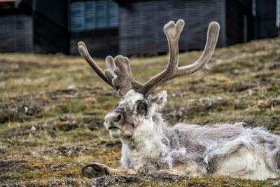 Svalbard reindeer