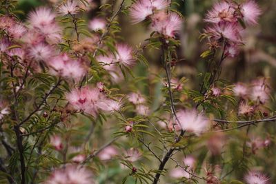 Close-up of pink flowers