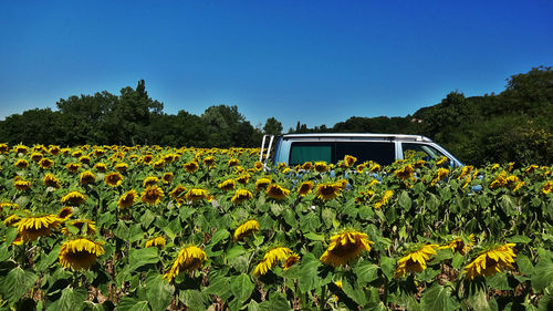 Sunflowers blooming on field against clear blue sky