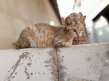 Portrait of cat resting on retaining wall