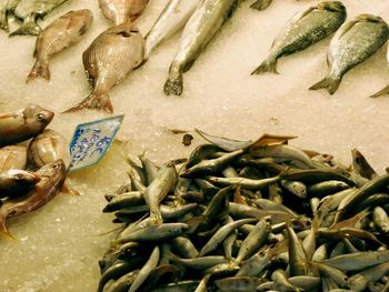 High angle view of fish on ice at market