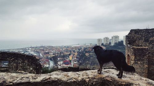 Dog standing by sea against sky in city