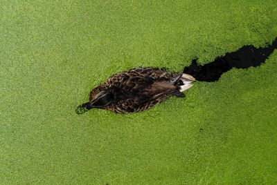 High angle view of bird on land