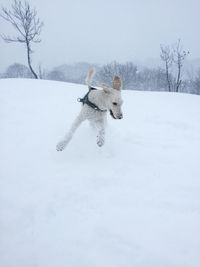 Dog walking on snow field against sky