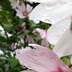 Close-up of water drops on flower