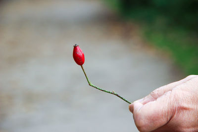 Close-up of hand holding flower 