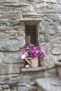 Purple flowering plants against wall