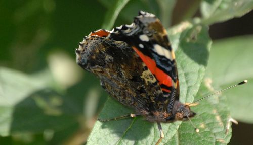 Close-up of butterfly on leaf