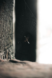 Close-up of spider on web