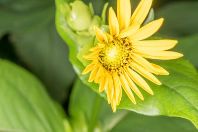 Close-up of yellow flower