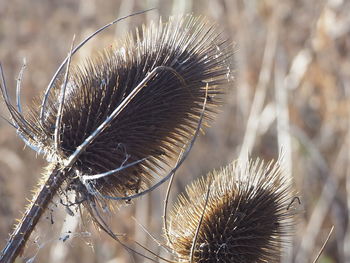 Close-up of dried plant on field