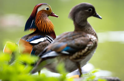 Close-up of ducks