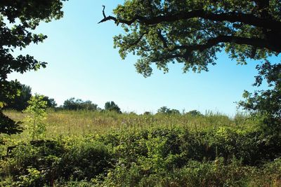 Scenic view of trees