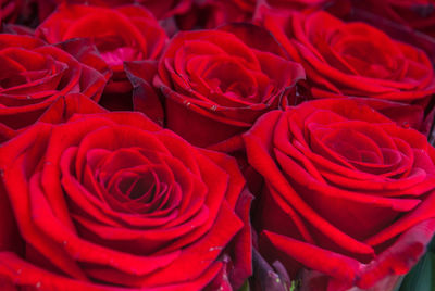 Close-up of red roses