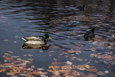 High angle view of mallard duck swimming in lake