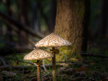 Close-up of mushroom