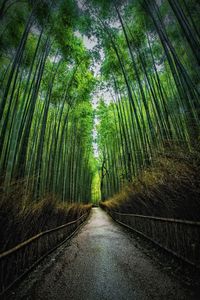 Walkway amidst bamboo in forest