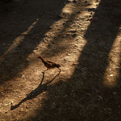 High angle view of lizard on the road