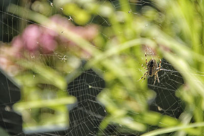 Close-up of spider on web