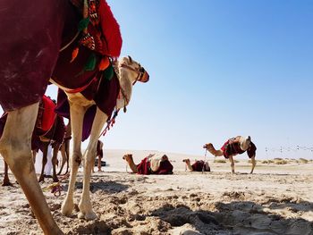 View of a horse on sand