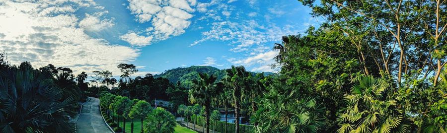 Panoramic view of trees growing in forest against sky