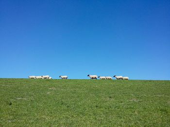 Sheep walking on grassy field against clear blue sky