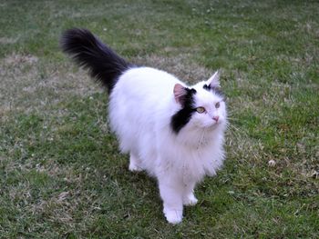 White cat lying on grass