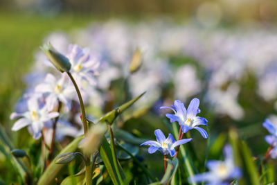 Close-up of purple flowering plant on field