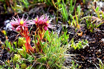 Close-up of purple flowering plants on field