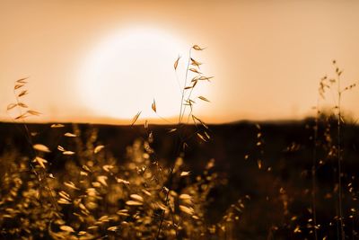 Close-up of crops growing on field against sky during sunset