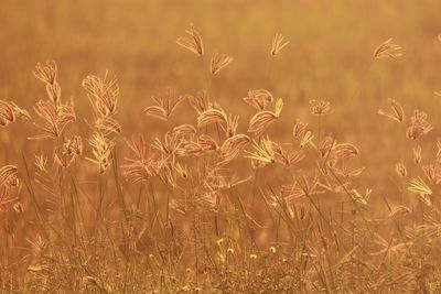 Close-up of stalks in field