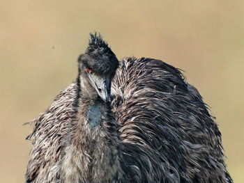 View of bird against sky