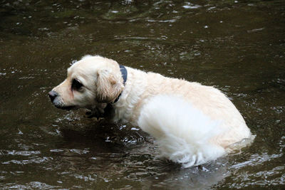 High angle view of golden retriever