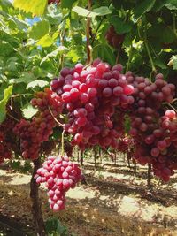 Red berries growing on tree