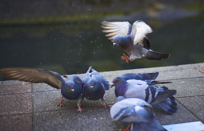 Close-up of pigeon flying