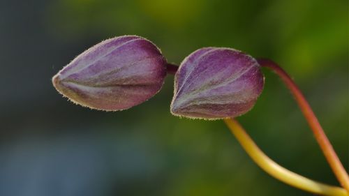 Close-up of buds against blurred background