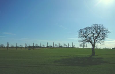 Trees on field against sky