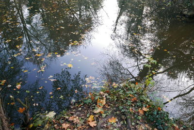 Reflection of trees in lake