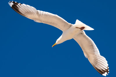 Low angle view of seagull flying against clear blue sky