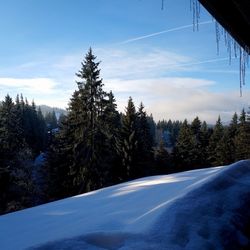 Pine trees by snowcapped mountain against sky