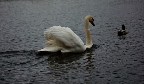 Swans swimming in lake